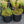 Load image into Gallery viewer, Weihenstephaner Gold Stonecrop