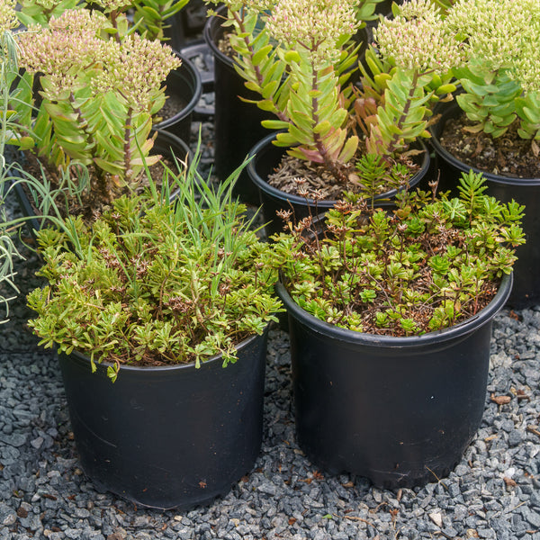 Weihenstephaner Gold Stonecrop