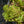 Load image into Gallery viewer, Weihenstephaner Gold Stonecrop