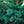 Load image into Gallery viewer, Weiss Norway Spruce