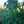 Load image into Gallery viewer, Weiss Norway Spruce