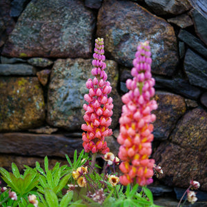 Westcountry Terracotta Lupine