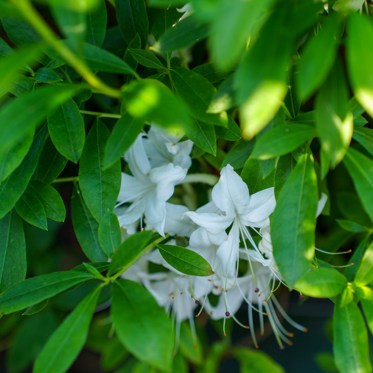 Weston's Innocence Swamp Azalea – Plant Detectives