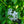 Load image into Gallery viewer, Weston's Innocence Azalea