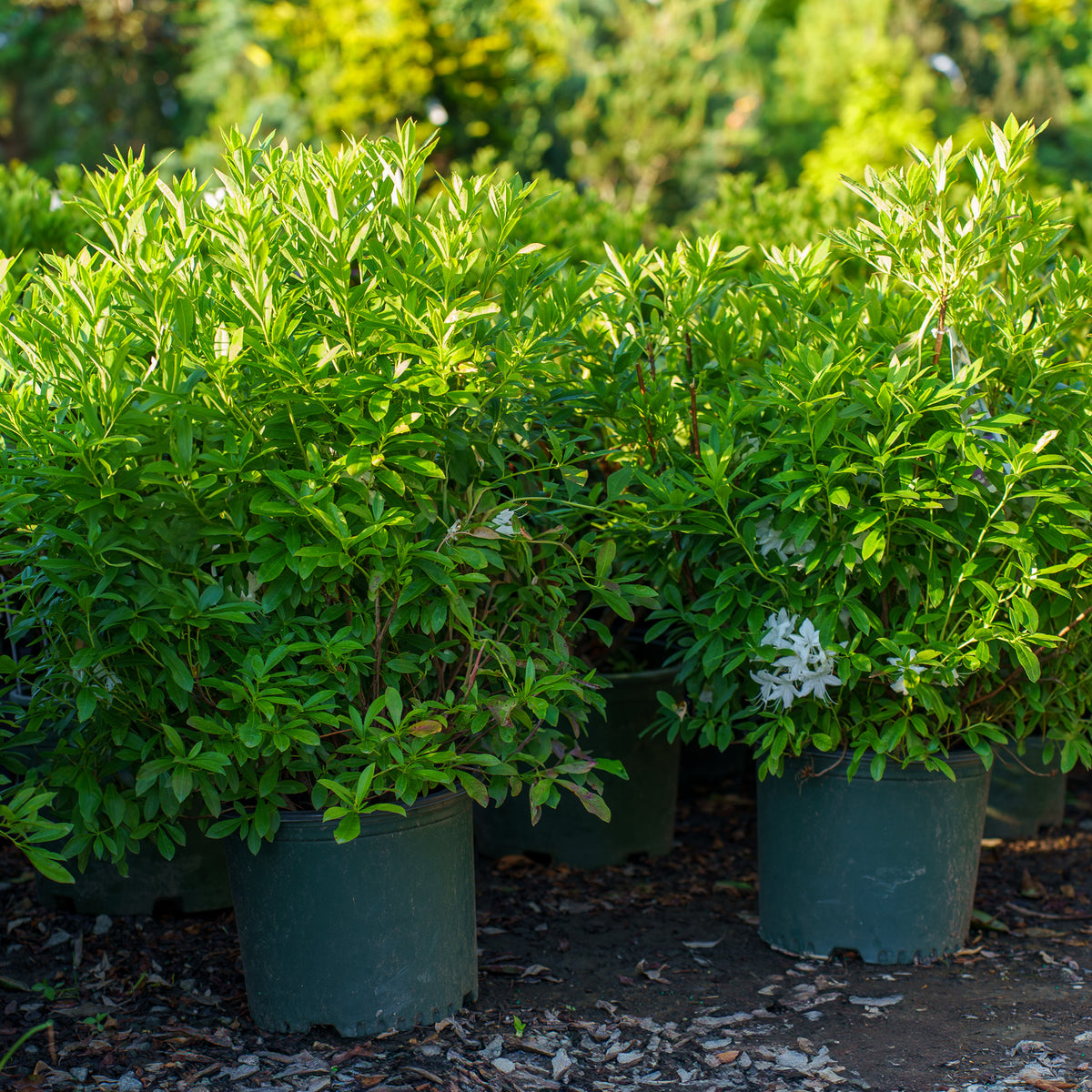 Weston's Innocence Swamp Azalea – Plant Detectives