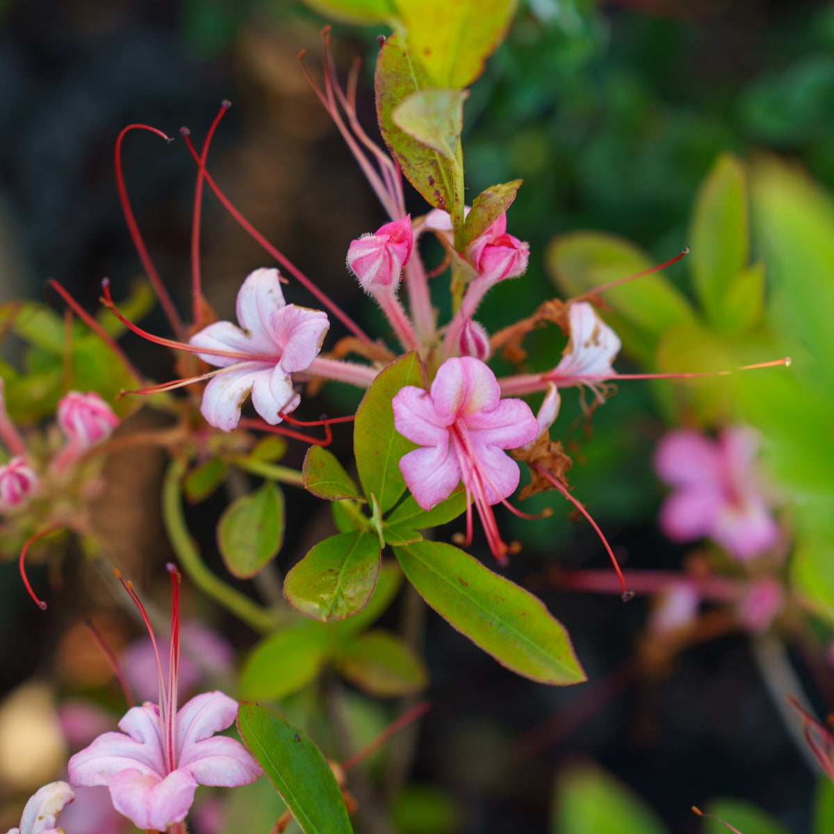 Weston's Millennium Swamp Azalea – Plant Detectives