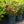 Load image into Gallery viewer, Weston's Millenium Azalea