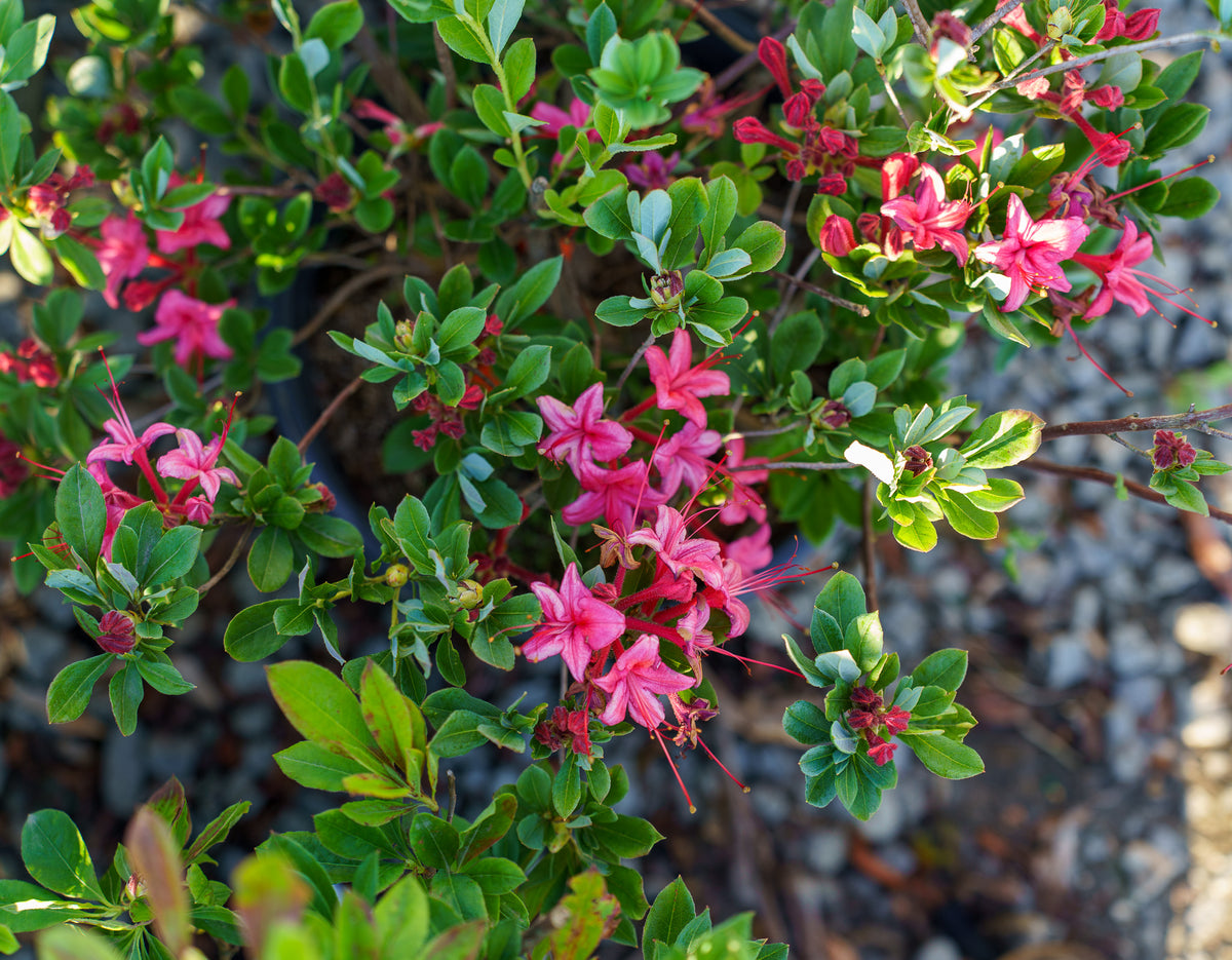 Weston's Millenium Azalea – Plant Detectives