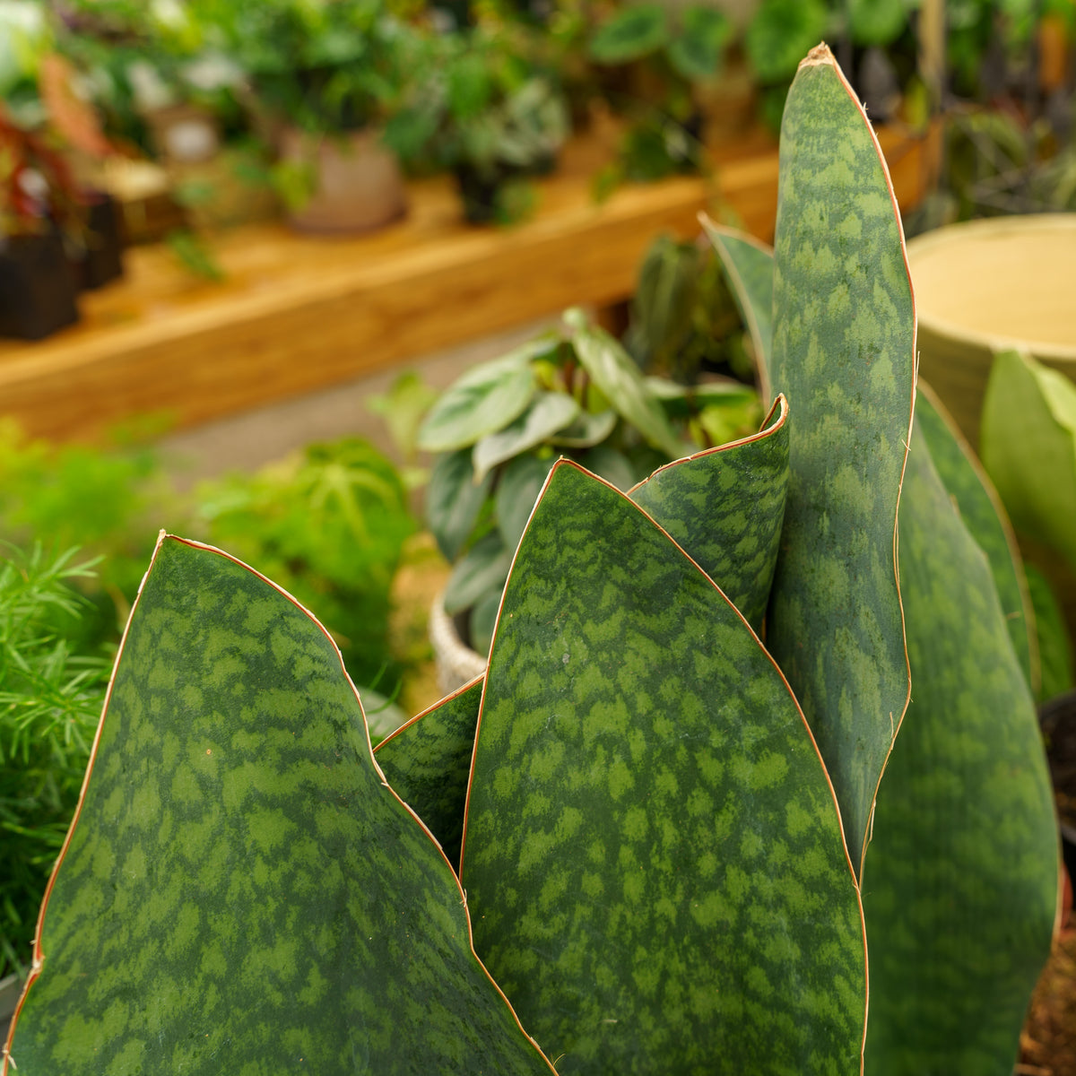 snake plant vs whale fin Whale Fin Snake Plant – Plant Detectives