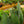 Load image into Gallery viewer, Whale Fin Snake Plant