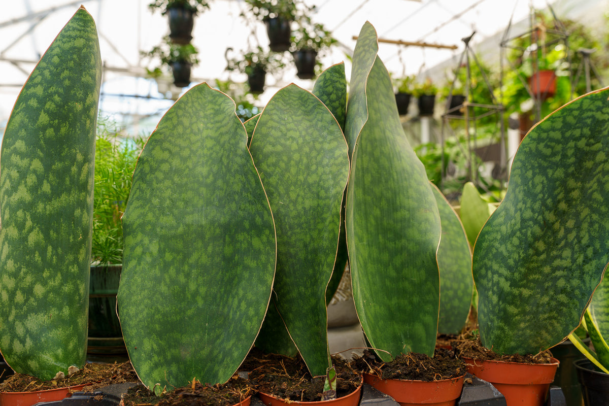 sansevieria whalefin Whale Fin Snake Plant – Plant Detectives