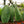Load image into Gallery viewer, Whale Fin Snake Plant