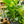 Load image into Gallery viewer, White Bird of Paradise