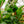 Load image into Gallery viewer, White Bird of Paradise