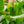 Load image into Gallery viewer, White Bird of Paradise