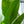 Load image into Gallery viewer, White Bird of Paradise