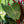 Load image into Gallery viewer, White Bird of Paradise