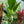 Load image into Gallery viewer, White Bird of Paradise
