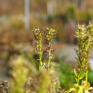 White Cardinal Lobelia