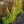 Load image into Gallery viewer, White Cardinal Lobelia