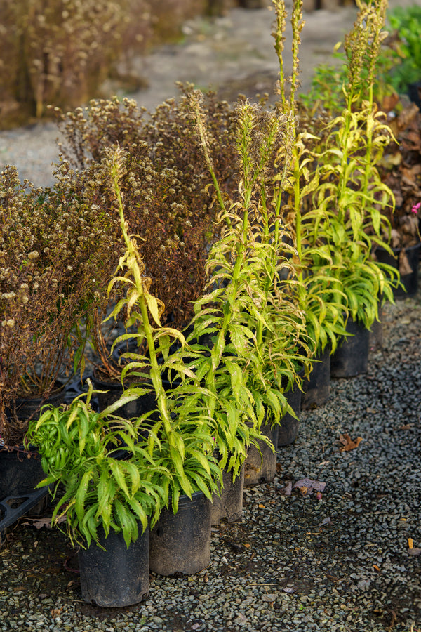 White Cardinal Lobelia