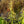 Load image into Gallery viewer, White Cardinal Lobelia
