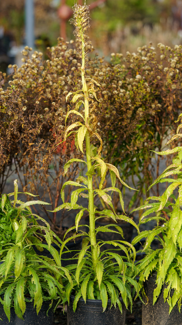 White Cardinal Lobelia