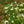 Load image into Gallery viewer, White Drift Rose