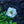 Load image into Gallery viewer, White Drift Rose