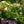 Load image into Gallery viewer, White Drift Rose
