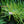 Load image into Gallery viewer, White Fir - Fir - Conifers