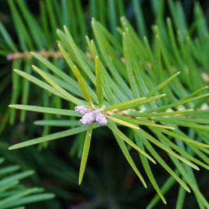 White Fir - Fir - Conifers