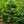 Load image into Gallery viewer, White Fir