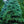 Load image into Gallery viewer, White Fir