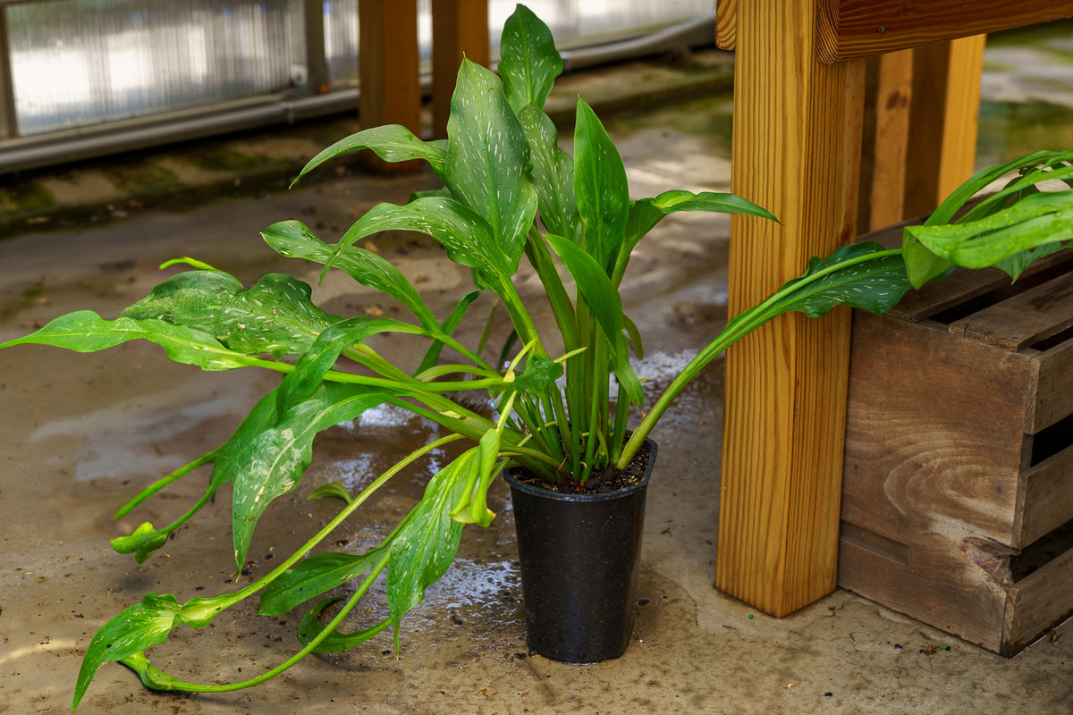 calla lily様 お取り置き中 White Flirt Calla Lily – Plant Detectives