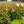 Load image into Gallery viewer, White Knock Out Rose - Rose - Shrubs