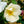 Load image into Gallery viewer, White Knock Out Rose - Rose - Shrubs