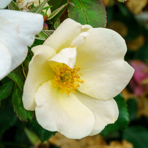 White Knock Out Rose - Rose - Shrubs