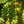 Load image into Gallery viewer, White Oak