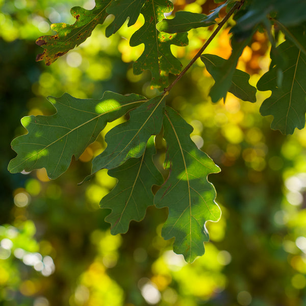 White Oak