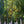 Load image into Gallery viewer, White Oak