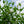 Load image into Gallery viewer, White Pillar Rose of Sharon