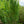Load image into Gallery viewer, White Pillar Rose of Sharon