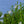 Load image into Gallery viewer, White Pillar Rose of Sharon