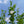 Load image into Gallery viewer, White Pillar Rose of Sharon