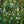 Load image into Gallery viewer, White Profusion Butterfly Bush