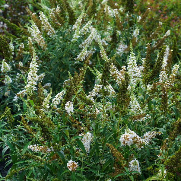 White Profusion Butterfly Bush