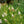 Load image into Gallery viewer, White Profusion Butterfly Bush