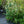 Load image into Gallery viewer, White Profusion Butterfly Bush