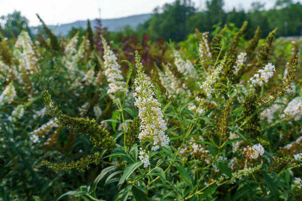 White Profusion Butterfly Bush